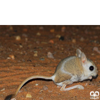 گونه دوپای فرات Euphrates jerboa